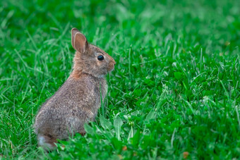 婴儿棉尾<strong>兔兔</strong>子坐在绿色草