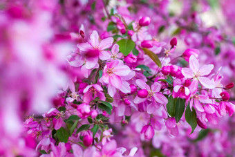 苹果树布鲁姆粉红色的明亮的花春天开花苹果果园花背景演讲海报横幅问候卡片