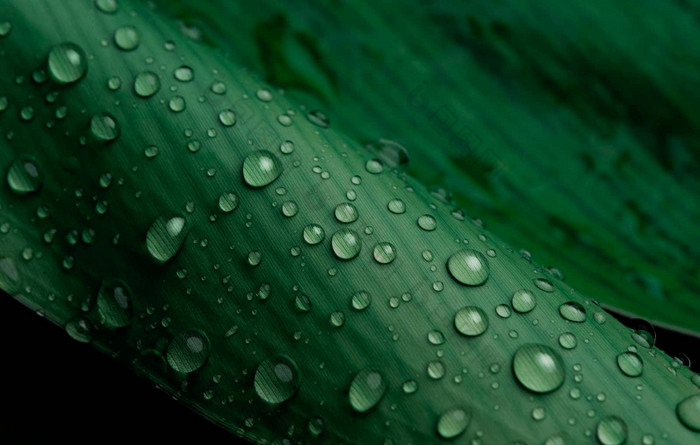 特写镜头水下降郁郁葱葱的绿色树叶下雨了