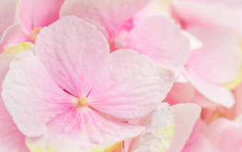 背景粉红色的花绣球花绣球花开花