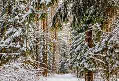 雪冬天森林高松树美丽的雪松柏科的树白色雪路径很多薄树枝覆盖雪