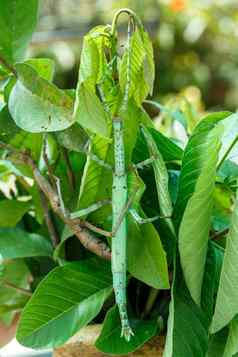 phasmatodea坚持昆虫印尼野生动物