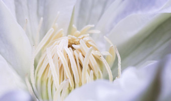 软焦点摘要花背景白色铁线莲花宏花背景假期品牌设计