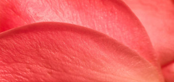 软焦点摘要花背景红色的玫瑰花花瓣宏花背景假期设计