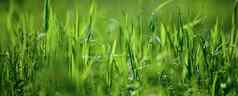 草坪上绿色郁郁葱葱的草公园春天一天