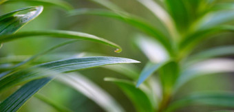 摘要背景横幅叶子茎百合