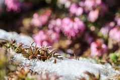 植物日益增长的雪模糊的背景粉红色的花春天花园