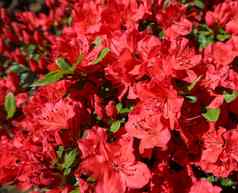 盛开的红色的杜鹃花花春天花园园艺概念花背景