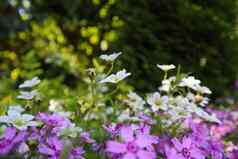 精致的白色花虎耳草属植物长满青苔的紫色的夹竹桃春天花园