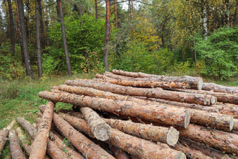 日志树干桩日志记录木材木行业木树干秋天森林背景