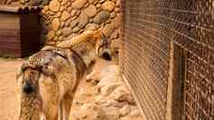 孤独的狼动物园笼子里保持野生动物圈养