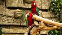 红色的鹦鹉金刚鹦鹉分支丛林背景