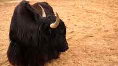 黑色的国内牦牛牛喜玛拉雅动物沙子背景