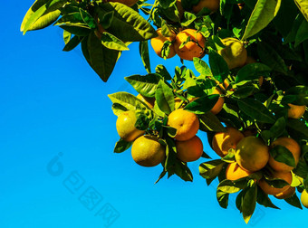 橙色树水果绿色树叶橙子自然日益增长的健康的吃