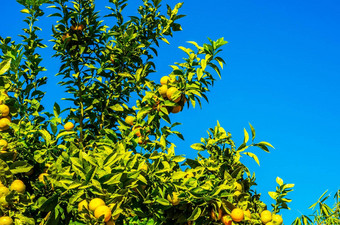 橙色树水果绿色树叶橙子自然日益增长的健康的吃
