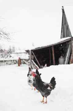 公鸡冬天背景照片农村农场概念
