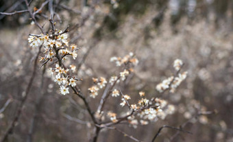小白色花日益增长的布什春天浅深度场照片花瓣焦点