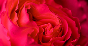 植物概念邀请卡软焦点摘要花背景红色的玫瑰花宏花背景假期品牌设计