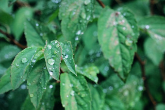 水滴绿色叶植物