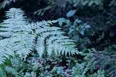 蕨类植物叶子森林特写镜头背景纹理