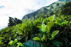斯里兰卡斯里兰卡亚洲美丽的新鲜的绿色茶种植园