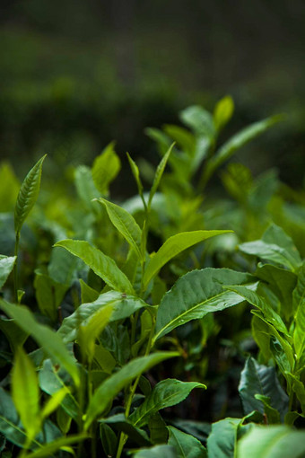 场绿色茶种植园