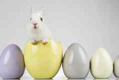 鸡蛋春天婴儿兔子快乐复活节背景