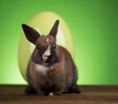 兔子兔子复活节蛋