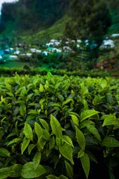场绿色茶种植园