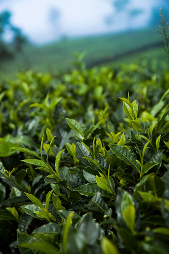 场绿色茶种植园