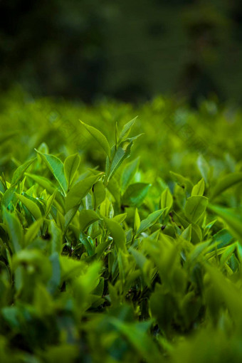 美丽的新鲜的绿色茶种植园