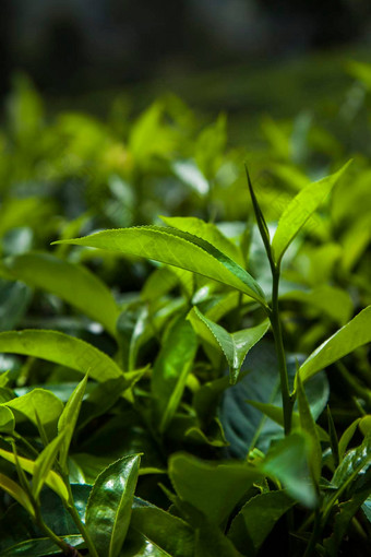 美丽的新鲜的绿色茶种植园