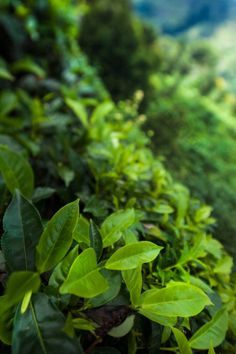 新鲜的绿色茶种植园斯里兰卡斯里兰卡