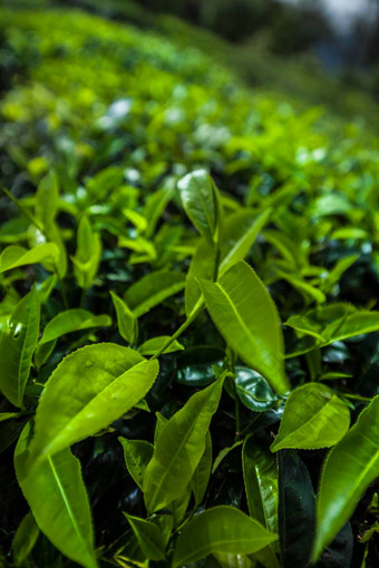 新鲜的绿色茶种植园斯里兰卡斯里兰卡