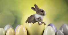 动物婴儿兔子快乐复活节背景