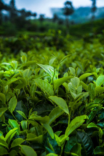 场绿色茶种植园