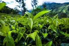 新鲜的绿色茶种植园斯里兰卡斯里兰卡