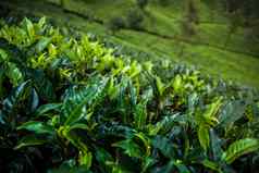 新鲜的绿色茶种植园斯里兰卡斯里兰卡