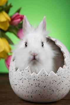 兔子兔子复活节蛋