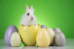 鸡蛋春天婴儿兔子快乐复活节背景