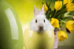 动物婴儿兔子快乐复活节背景