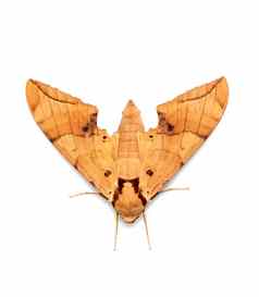 图像棕色（的）蛾安布利克斯伊图拉塔孤立的白色背景蝴蝶动物昆虫