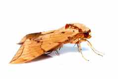 图像棕色（的）蛾安布利克斯伊图拉塔孤立的白色背景蝴蝶动物昆虫