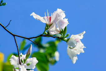 <strong>紫荆花</strong>杂色苍白的粉红色的白色花盛开的