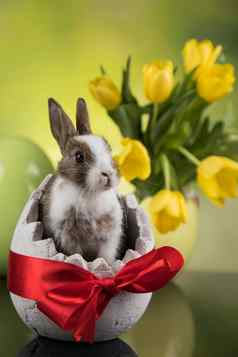兔子快乐复活节背景