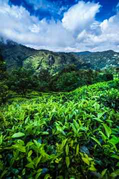 斯里兰卡斯里兰卡亚洲美丽的新鲜的绿色茶种植园