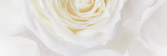 软焦点摘要花背景白色玫瑰花宏花背景假期品牌设计