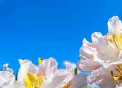 美丽的花杜鹃“坎宁安的白色的背景蓝色的天空
