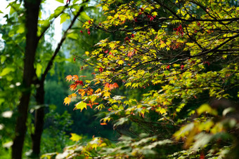 秋天红色的绿色枫木叶子模糊背景