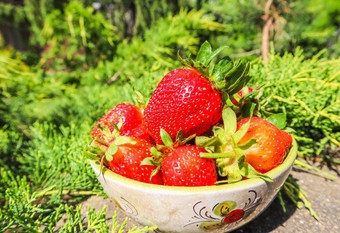 大成熟的红色的多汁的草莓碗首页花园夏季健康的食物概念